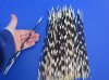 9 to 13 inch African Porcupine Quills (Hystrix africaeaustralis),100 piece lot - You are buying the quills pictured for $70