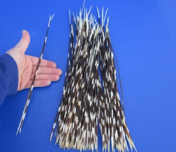 10 to 15 inch African Thin Porcupine Quills (Hystrix africaeaustralis),100 piece lot - You are buying the quills pictured for $60