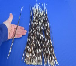 10 to 15 inch African Thin Porcupine Quills (Hystrix africaeaustralis),100 piece lot - You are buying the quills pictured for $60