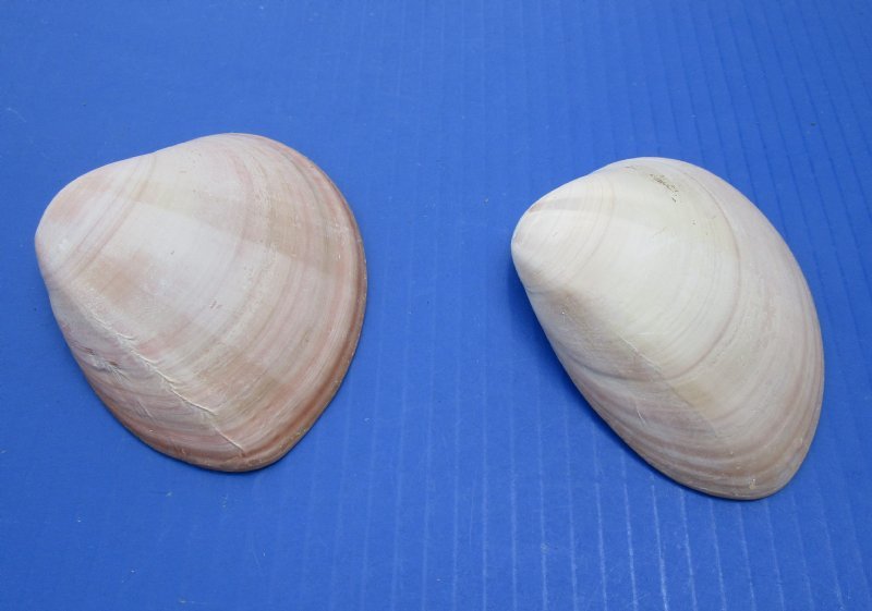 clam shells for sale 