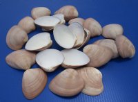 Wholesale Chocolate Clam Shells for sale - 4" to 4-1/4" - 20 pcs @ $.60 each