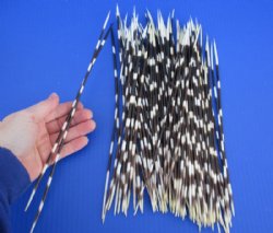 9 to 14 inch African Porcupine Quills (Hystrix africaeaustralis), 100 piece lot for $70