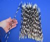 9 to 14 inch African Porcupine Quills (Hystrix africaeaustralis),100 piece lot - You are buying the quills pictured for $70