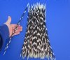 10 to 15 inch African Porcupine Quills (Hystrix africaeaustralis),100 piece lot - You are buying the quills pictured for $70