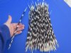 11 to 15 inch African Thin Porcupine Quills (Hystrix africaeaustralis),100 piece lot - You are buying the quills pictured for $60