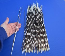10 to 15 inch African Thin Porcupine Quills (Hystrix africaeaustralis),100 piece lot for $70