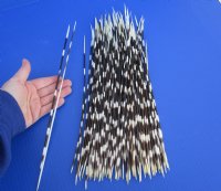 10 to 15 inch African Thin Porcupine Quills (Hystrix africaeaustralis),100 piece lot - You are buying the quills pictured for $70