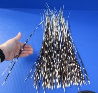 14 to 21 inch African Porcupine Quills (Hystrix africaeaustralis),100 piece lot - You are buying the quills pictured for $75