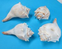 7-3/4 to 8-3/4 inches Wholesale Atlantic Whelk Shells, Knobbed Whelks - 12 pcs @ $4.00 each 