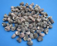 Wholesale Assorted Turbo shells - 1-1/4" to 1-1/2" - 144 pcs @ $.33 each