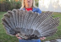 Wholesale North American Turkey Wings (Meleagris gallopavo) Packed: 2 pcs @ $14.00 each; Packed: 6 pcs @ $12.50 each (You will receive one similar to the one pictured.) 