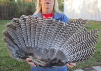 Wholesale North American Turkey Wings - 2 pcs @ $18.00 each