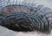 Wholesale North American Turkey Wings - 2 pcs @ $18.00 each