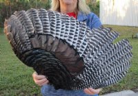 Wholesale North American Turkey Wings (Meleagris gallopavo) Packed: 2 pcs @ $14.00 each; Packed: 6 pcs @ $12.50 each (You will receive one similar to the one pictured.) 