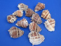Wholesale King Crown conch shells 3 inches to 3-1/2 inches - Packed: 12 pcs @ $1.05 each; Packed: 60 pcs @ $.94 each