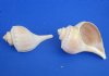 Wholesale Channel Whelk shells 4 inch to 4-3/4 inches - Packed: 20 pcs @ $.65 each; Packed: 100 pcs @ $.58 each <font color=red> *SALE* </font>