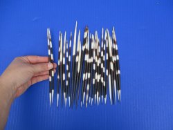25 Semi-Cleaned Fat African Porcupine Quills 6 to 8 inches - $20/lot