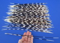 12 to 15 inch African Porcupine Quills (Hystrix africaeaustralis), 100 piece lot - You are buying the quills pictured for $70