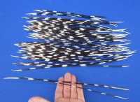 9 to 14 inch African Porcupine Quills (Hystrix africaeaustralis),50 piece lot - You are buying the quills pictured for $40