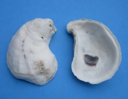 Wholesale Oyster shells for seashell crafts 3" to 4" - 135 pcs @ $.60 each