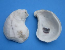 Wholesale Oyster shells for seashell crafts 3" to 4" - 24 pcs @ $.65 each