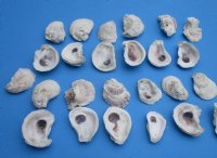 Wholesale Drilled Oyster shells 2" to 3" - 25 pcs @ $.65 each