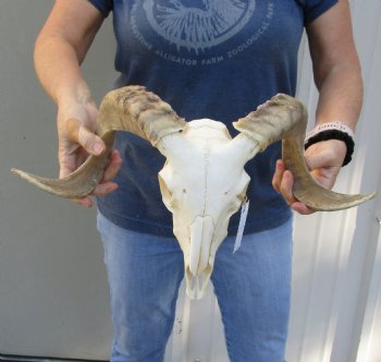 Genuine African Merino Ram/Sheep Skull with 17 and 18 inch Horns - $125
