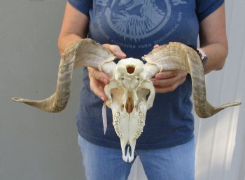 Genuine African Merino Ram/Sheep Skull with 17 and 18 inch Horns - $125