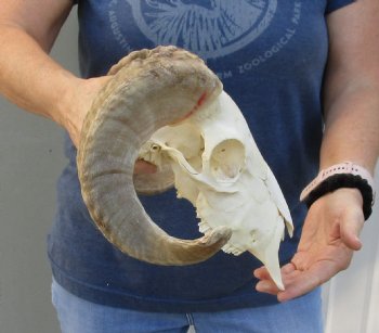 Genuine African Merino Ram/Sheep Skull with 17 and 18 inch Horns - $125