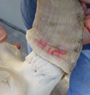 Genuine African Merino Ram/Sheep Skull with 17 and 18 inch Horns - $125