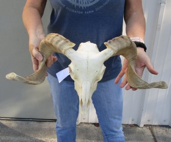 African Merino Ram/Sheep Skull with 19 and 20 inch Horns, available for purchase - $155
