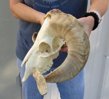 African Merino Ram/Sheep Skull with 19 and 20 inch Horns, available for purchase - $155