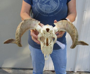 African Merino Ram/Sheep Skull with 19 and 20 inch Horns, available for purchase - $155