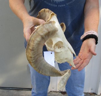 African Merino Ram/Sheep Skull with 19 and 20 inch Horns, available for purchase - $155