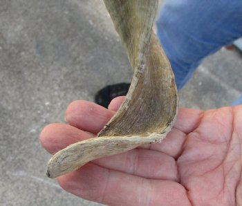 African Merino Ram/Sheep Skull with 19 and 20 inch Horns, available for purchase - $155