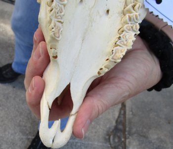 African Merino Ram/Sheep Skull with 19 and 20 inch Horns, available for purchase - $155