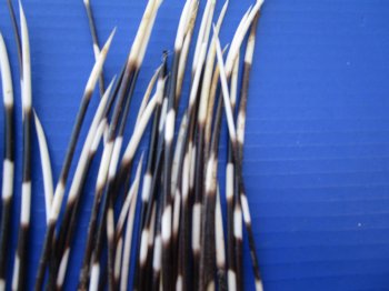 50 Semi-Cleaned Thin African Porcupine Quills 6 to 16 inches - $35/lot