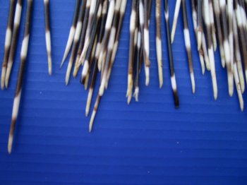 50 Semi-Cleaned Thin African Porcupine Quills 6 to 16 inches - $35/lot