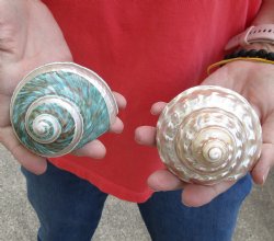 Beautiful 2 piece lot of Authentic Mixed Polished Turbo Shells for shell crafts for $15/lot