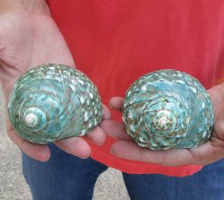 Buy this 2 piece lot of Authentic Polished Green/Jade Turbo Shells for shell crafts for $15/lot