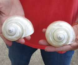 2 piece lot of Beautiful Pearl Turbo Shells for shell crafts. For Sale for $15/lot