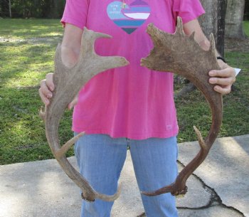 Buy this 2 pc lot of 21-24 inch Fallow Deer (Dama dama) horn/antler for $44