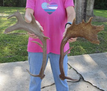 Buy this 2 pc lot of 21-24 inch Fallow Deer (Dama dama) horn/antler for $44