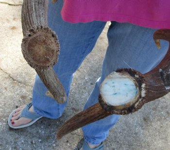 Buy this 2 pc lot of 21-24 inch Fallow Deer (Dama dama) horn/antler for $44