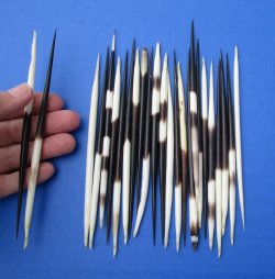 25 Semi-Cleaned Thick African Porcupine Quills 5 to 6 inches - $20/lot