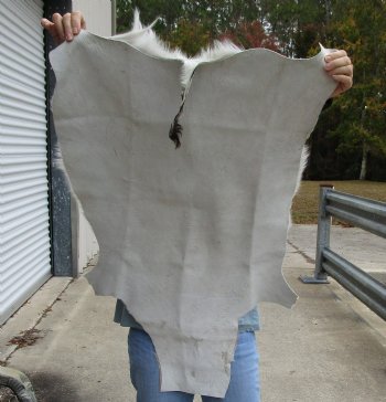 Authentic  Small African Springbok Skin 41"x23" inches - $57