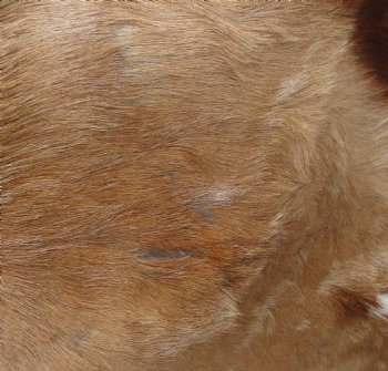 Authentic  Small African Springbok Skin 41"x23" inches - $57