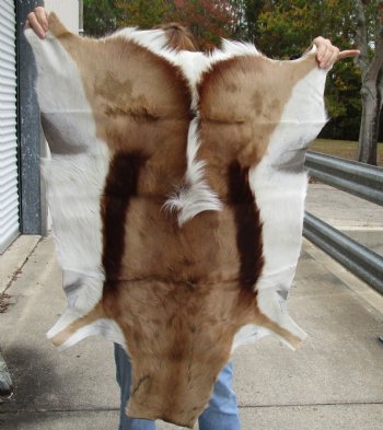 Authentic  Small African Springbok Skin 40"x25" inches - $57