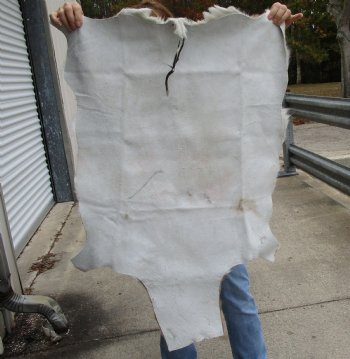 Authentic  Small African Springbok Skin 40"x25" inches - $57