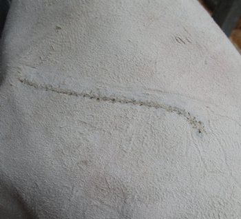 Authentic  Small African Springbok Skin 40"x25" inches - $57